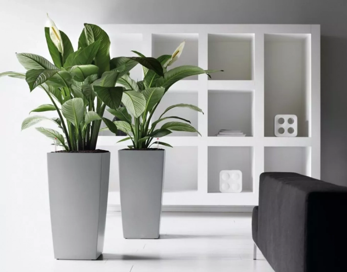 Что такое кашпо: для чего нужно